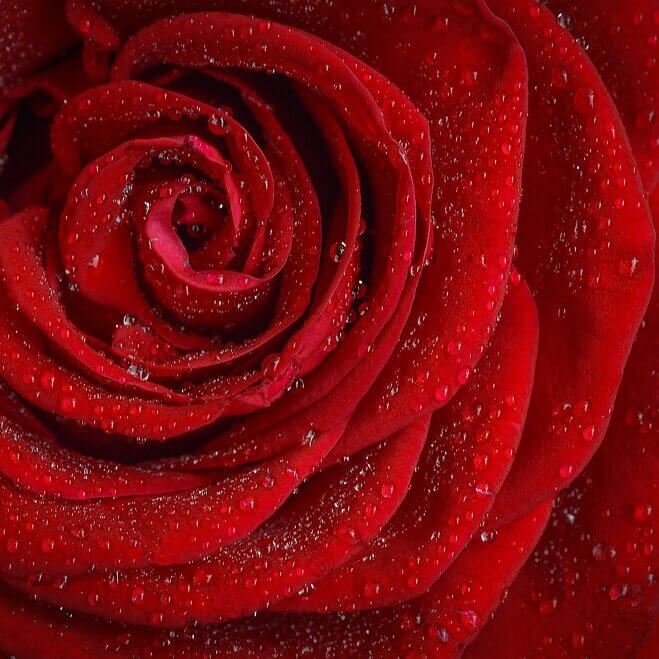 Eine Rose zum Valentinstag?